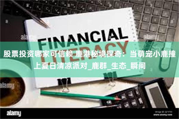 股票投资哪家可信赖 鹿港秘境探奇：当萌宠小鹿撞上夏日清凉派对_鹿群_生态_瞬间